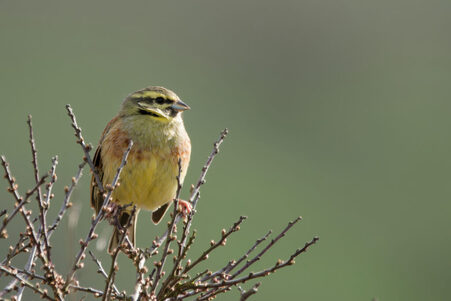 Thumbnail of Cirl Bunting